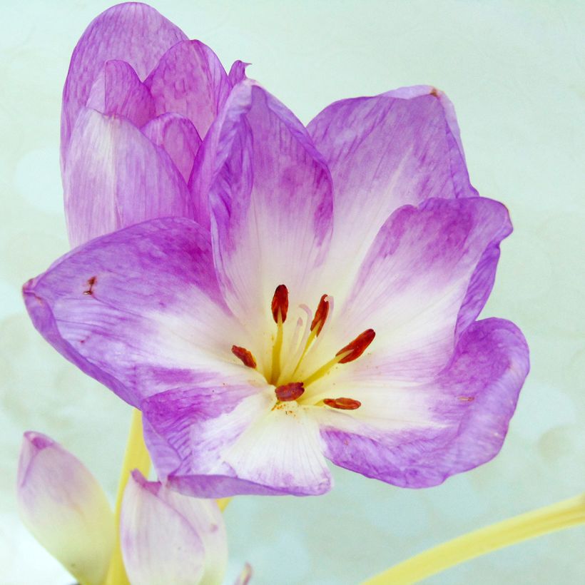 Colchicum autumnale Major - Herfsttijloos (Blad)