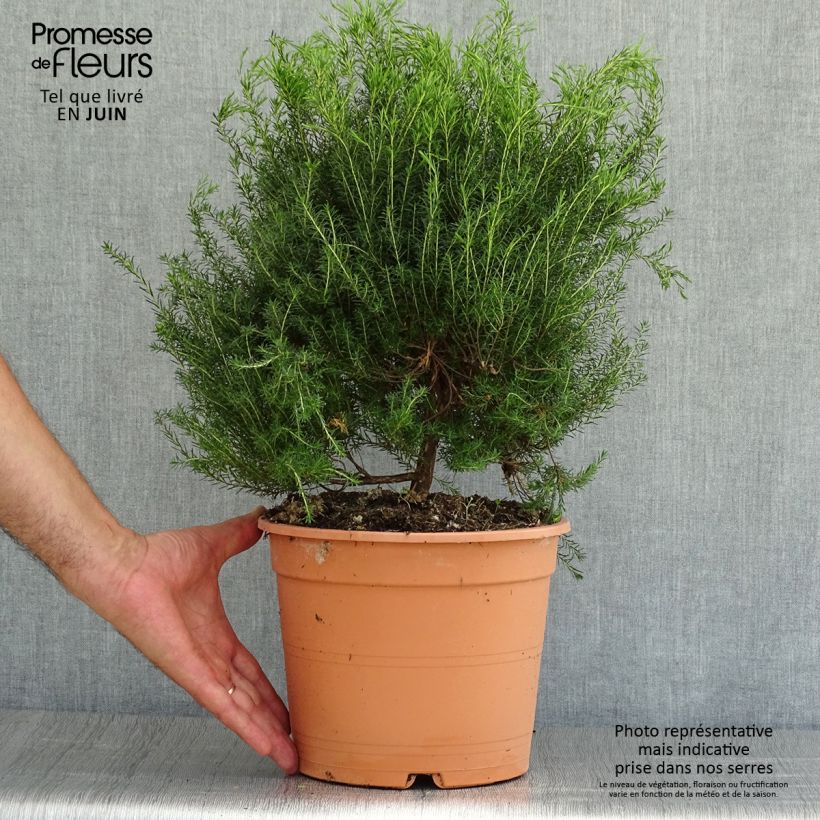 Exemplaar van Coleonema pulchrum - Confettistruik Pot van 4 l/5 l zoals geleverd in de zomer