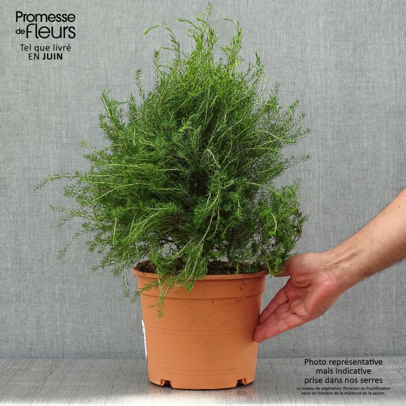 Example of Coleonema pulchrum - Buisson confetti Pot van 4 l/5 l as you get in printemps