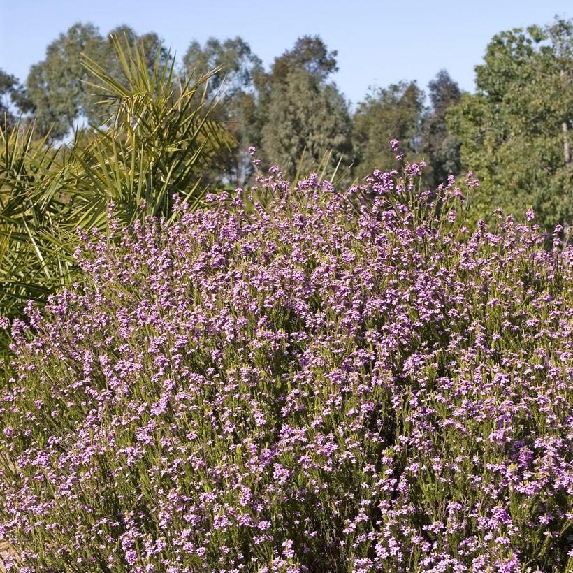 Coleonema pulchrum - Confettistruik (Groeiplaats)