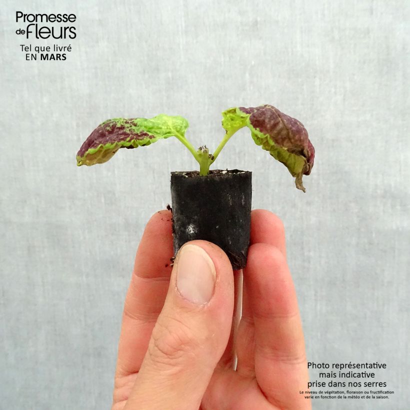 Example of Coleus Copinto Bloody Mary Mini-mot Ø 3/4 cm as you get in printemps