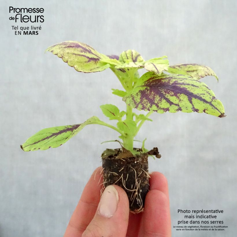 Example of Coleus Copinto Caipirinha Mini-mot Ø 3/4 cm as you get in printemps
