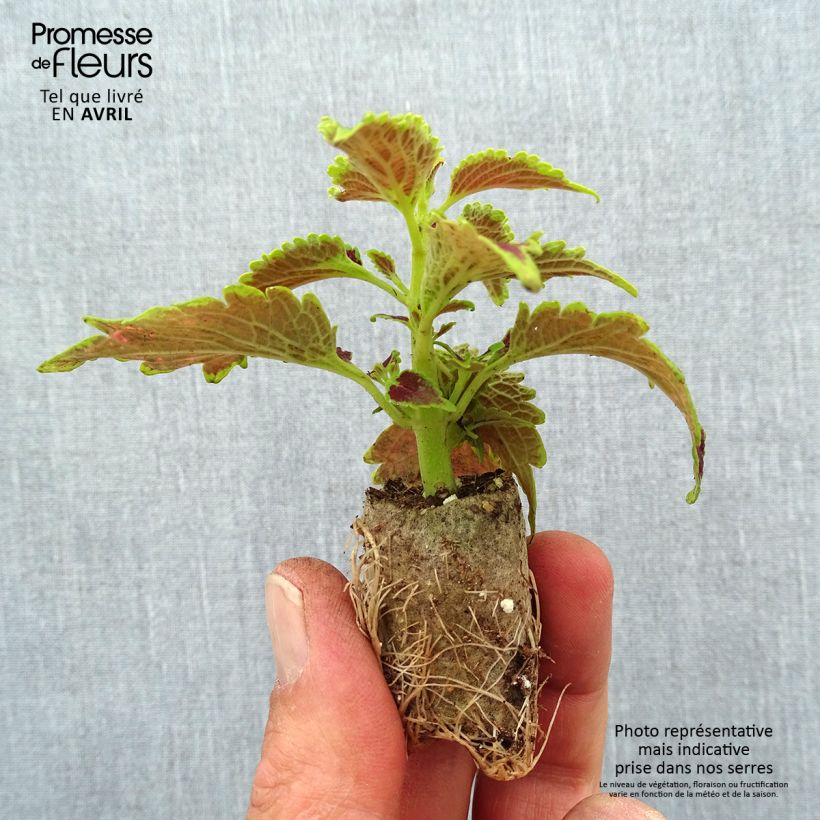 Example of Coleus Copinto Daiquiri Mini-mot Ø 3/4 cm as you get in printemps