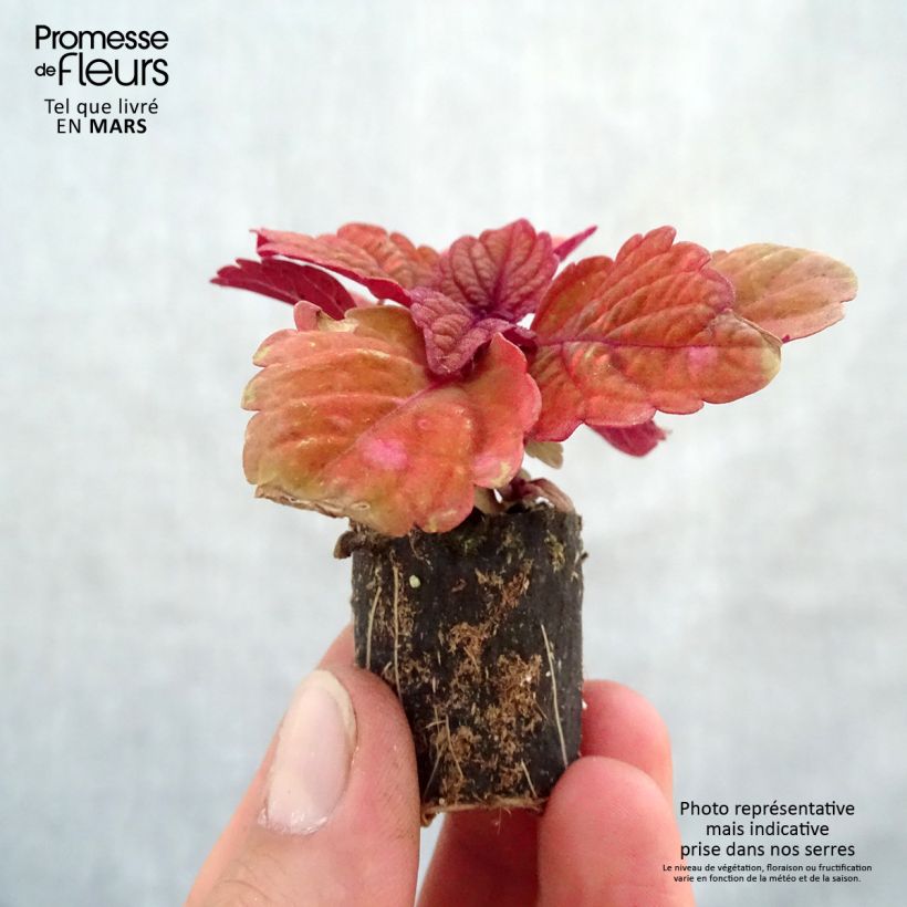 Example of Coleus Copinto Long Island Ice Tea Mini-mot Ø 3/4 cm as you get in printemps