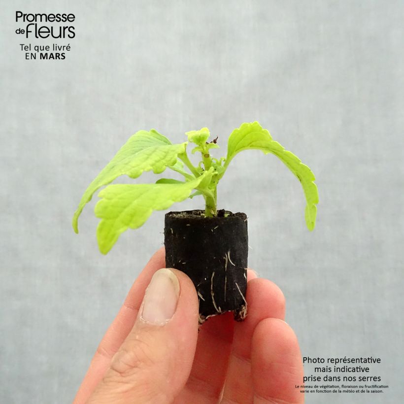 Example of Coleus Copinto Margarita Mini-mot Ø 3/4 cm as you get in printemps