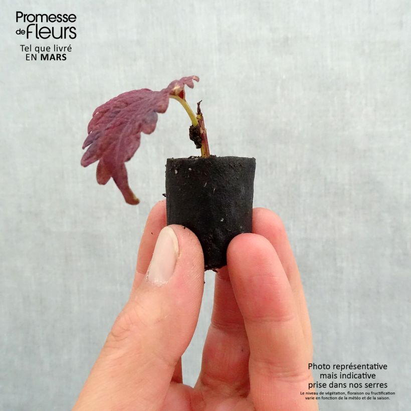 Example of Coleus Copinto Sangria Mini-mot Ø 3/4 cm as you get in printemps