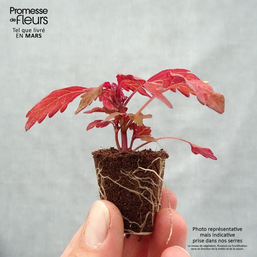 Example of Coleus FlameThrower Habanero  Mini-mot Ø 3/4 cm as you get in printemps