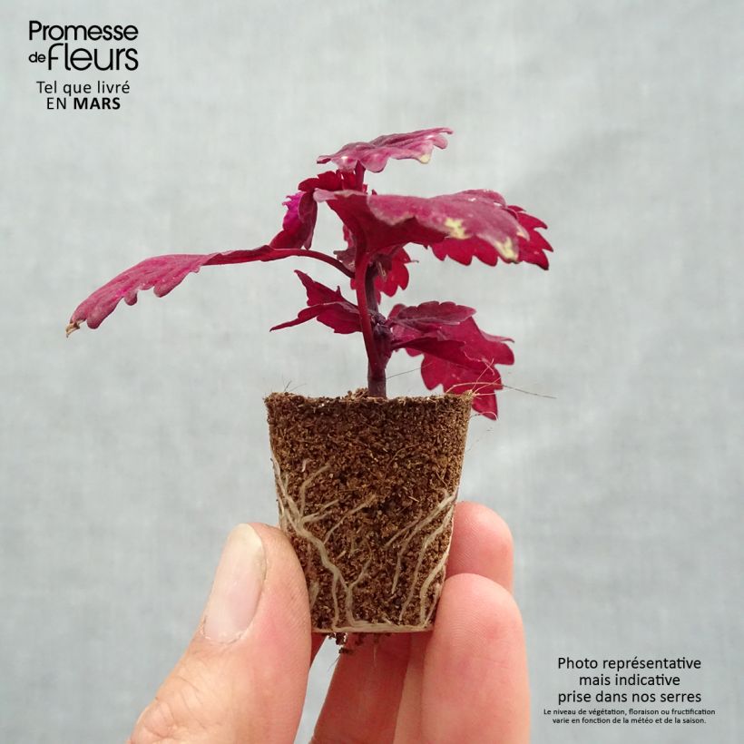 Exemplaar van Coleus FlameThrower Salsa Roja - Siernetel Mini-mot Ø 3/4 cm zoals geleverd in de lente