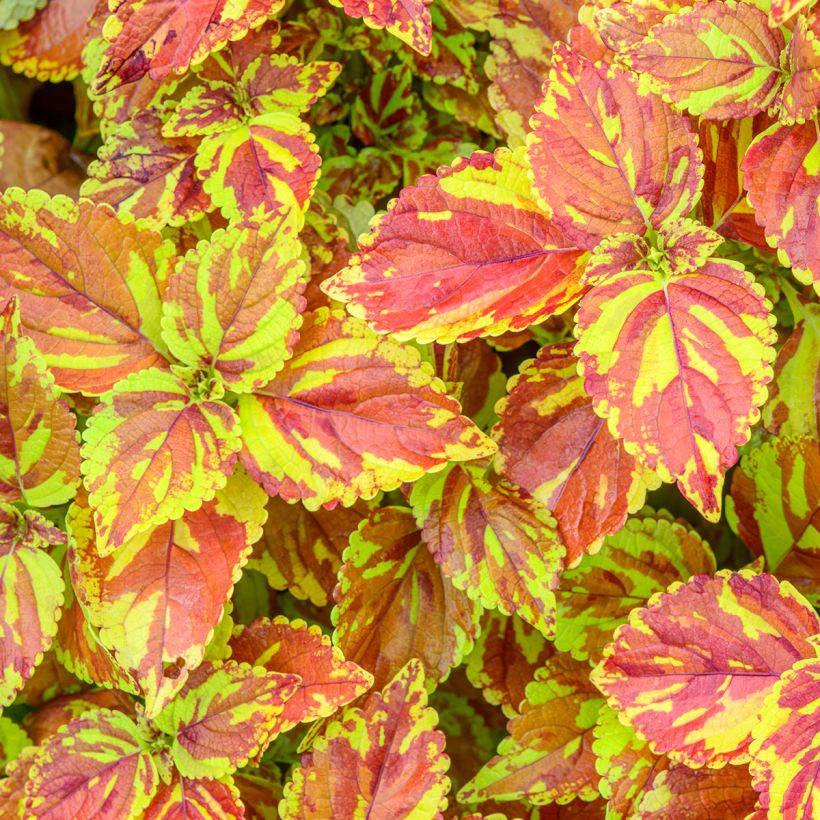 Coleus Golden Freckles - Siernetel (Foliage)