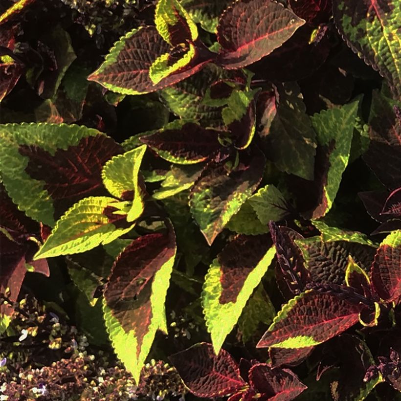 Coleus Pineapple Surprise - Siernetel (Foliage)