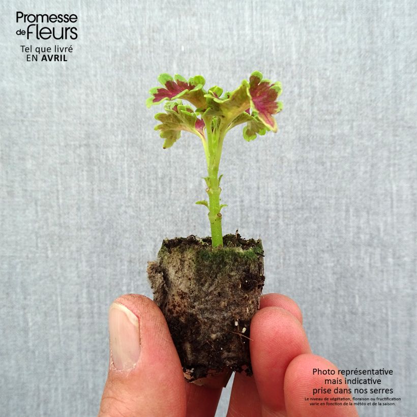 Example of Coleus Ruffles Copper Mini-mot Ø 3/4 cm as you get in printemps
