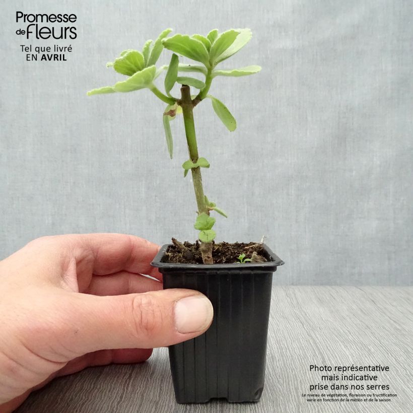 Exemplaar van Kattenschrik - Plectranthus caninus Kweekpotje van 7/8 cm zoals geleverd in de lente