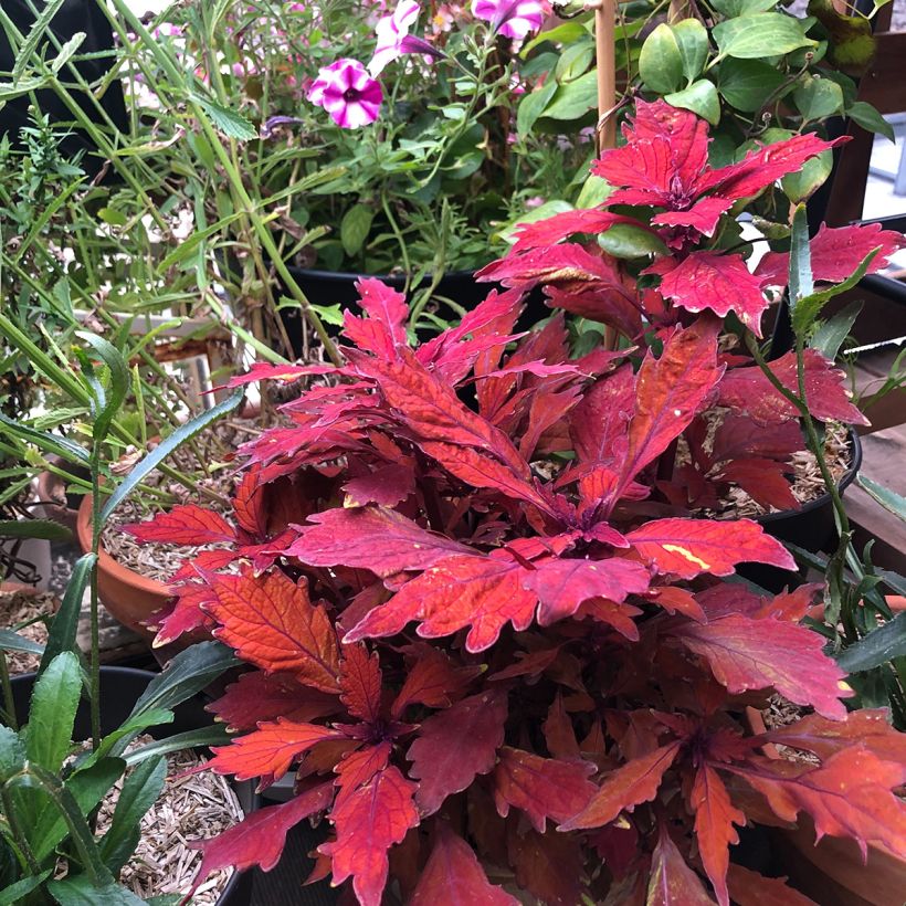 Coleus FlameThrower Habanero - Siernetel (Plant habit)