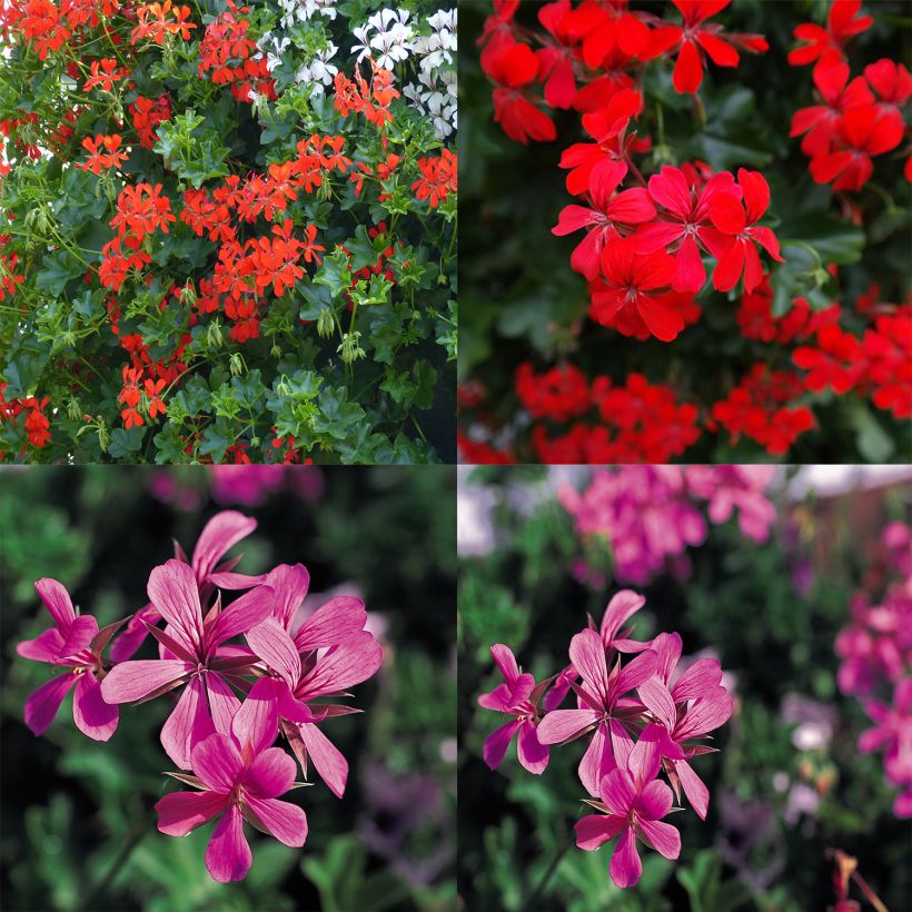 # Collectie 10 Balkongeraniums Rood en Roze (Bloei)