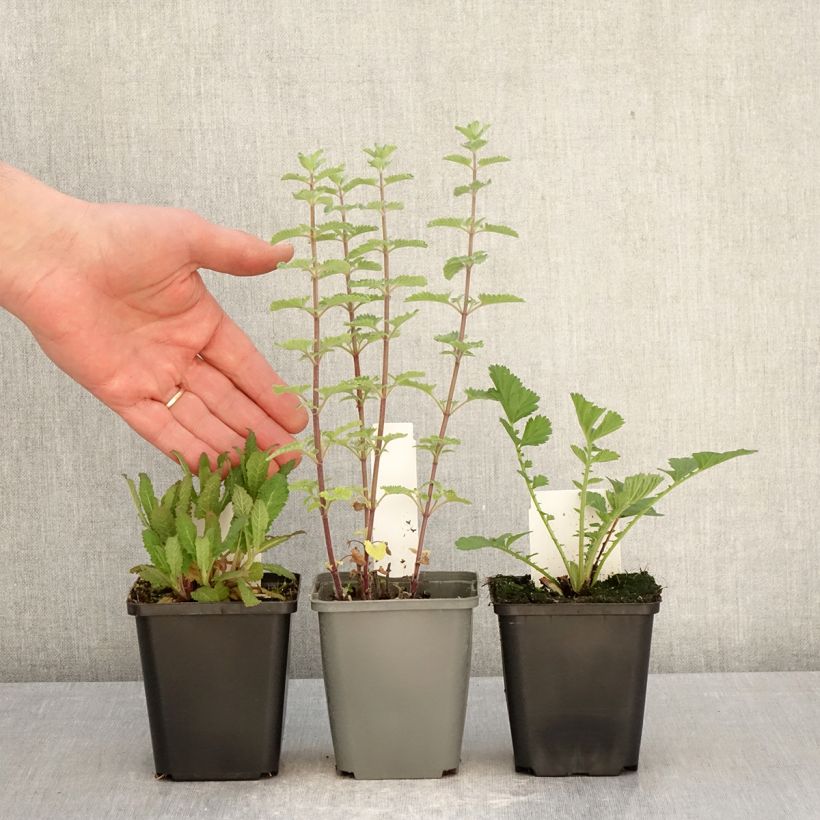 Exemplaar van 3 Onmisbare vaste planten voor de zomer zoals geleverd in de lente