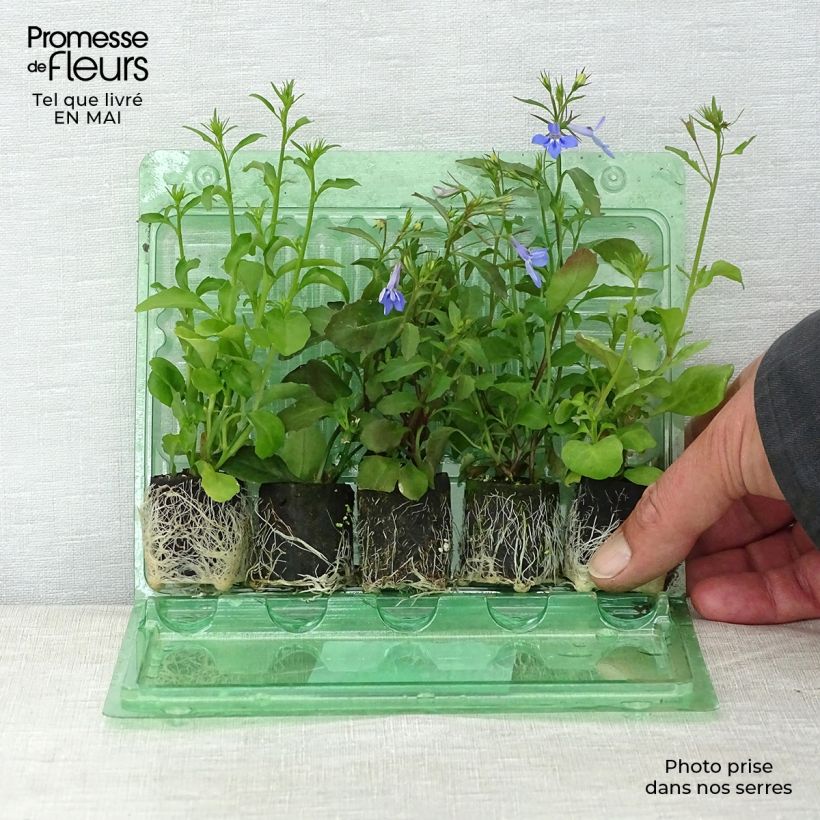 Exemplaar van Collectie Cascade Lobelia's zoals geleverd in de lente