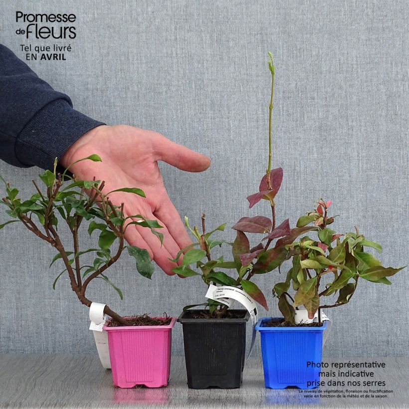 Exemplaar van Collectie geurende sterjasmins zoals geleverd in de lente