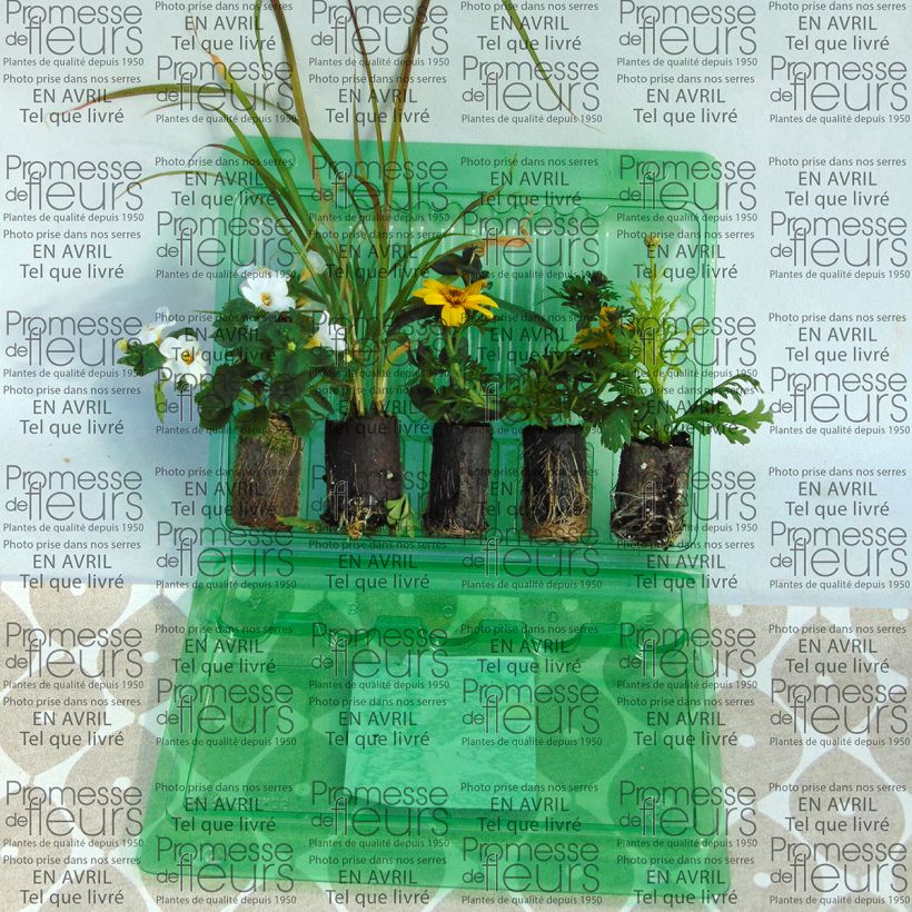 Voorbeeld van een exemplaar van # Collectie Gele Bloembak - 5 eenjarige variëteiten zoals geleverd