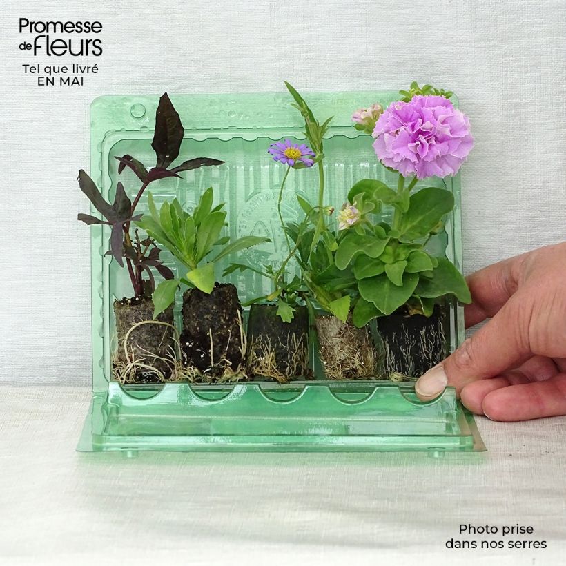 Exemplaar van Collectie Lavendel in Pot - 5 soorten eenjarigen zoals geleverd in de lente