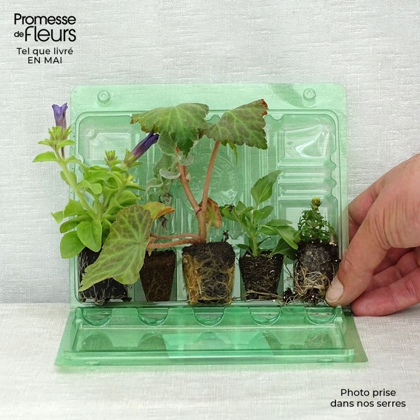 Exemplaar van Collectie Terracotta-Blauw - 5 eenjarigen met blauwe en okerkleurige bloei zoals geleverd in de lente