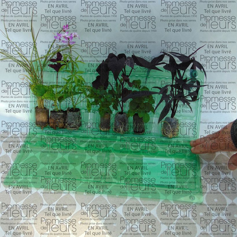 Voorbeeld van een exemplaar van Collectie Rozenborder - 7 soorten eenjarigen zoals geleverd