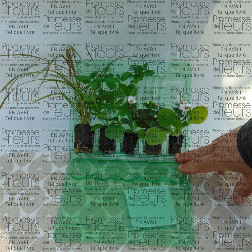 Voorbeeld van een exemplaar van Collectie Rode Plantenbak - 5 soorten eenjarigen zoals geleverd