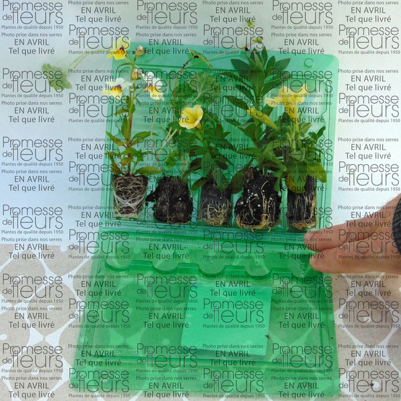 Voorbeeld van een exemplaar van Collectie Vanille Plantenbak - 4 eenjarige soorten en een siergras zoals geleverd