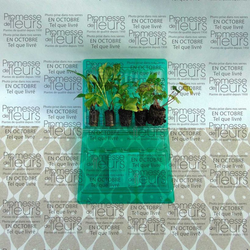 Voorbeeld van een exemplaar van Collectie Voorjaar pastel zoals geleverd