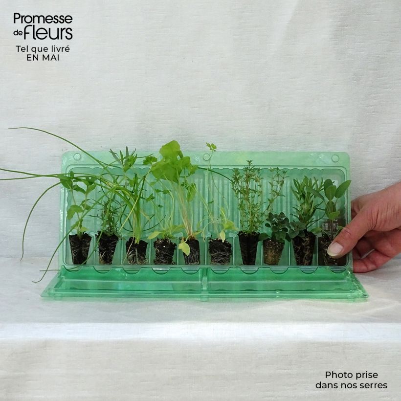 Exemplaar van Collectie van 10 aromatische planten in potten zoals geleverd in de lente