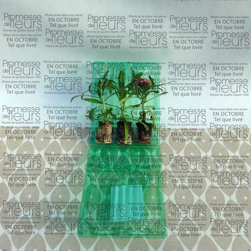 Voorbeeld van een exemplaar van Collectie van 3 Vaste Muurbloemen - Erysimum Winter zoals geleverd