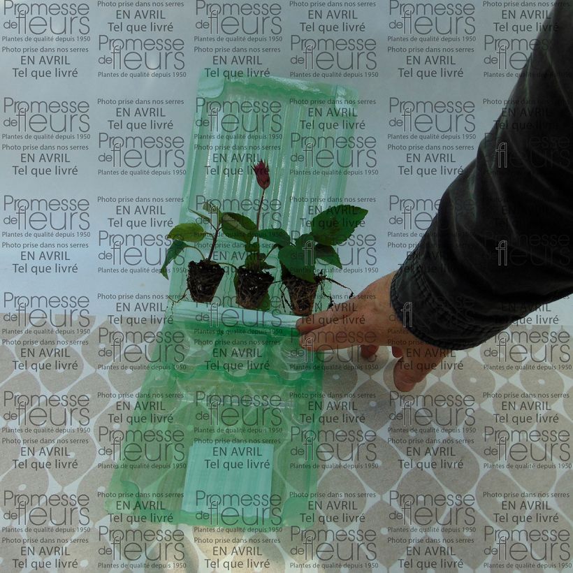 Voorbeeld van een exemplaar van # Collectie van 3 Hybride Saliën Wish  ## Dromerige bloei in zachte tinten  Deze exclusieve collectie brengt drie uitzonderlijke hybride saliën samen die uw tuin transformeren in een romantisch paradijs. De Wish-serie onderscheidt zich door haar verfijnde zoals geleverd