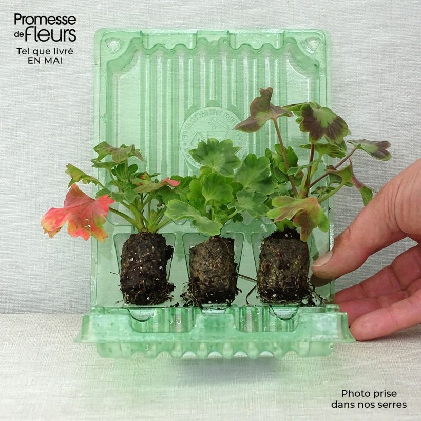 Exemplaar van Collectie van 3 Sterrenpelargoniums 'Fireworks' zoals geleverd in de lente