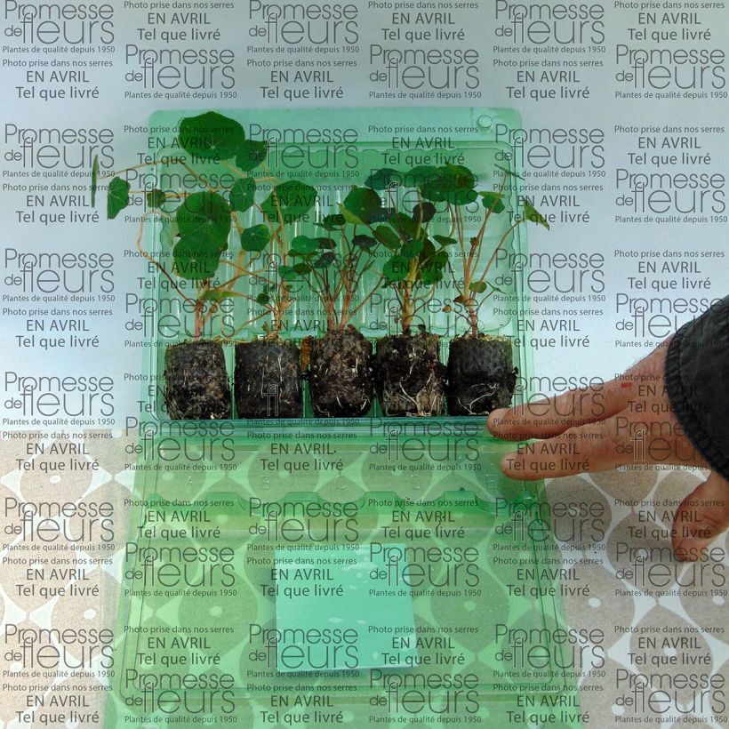 Voorbeeld van een exemplaar van Collectie van 5 Oost-Indische kers (Tropaeolum majus) zoals geleverd