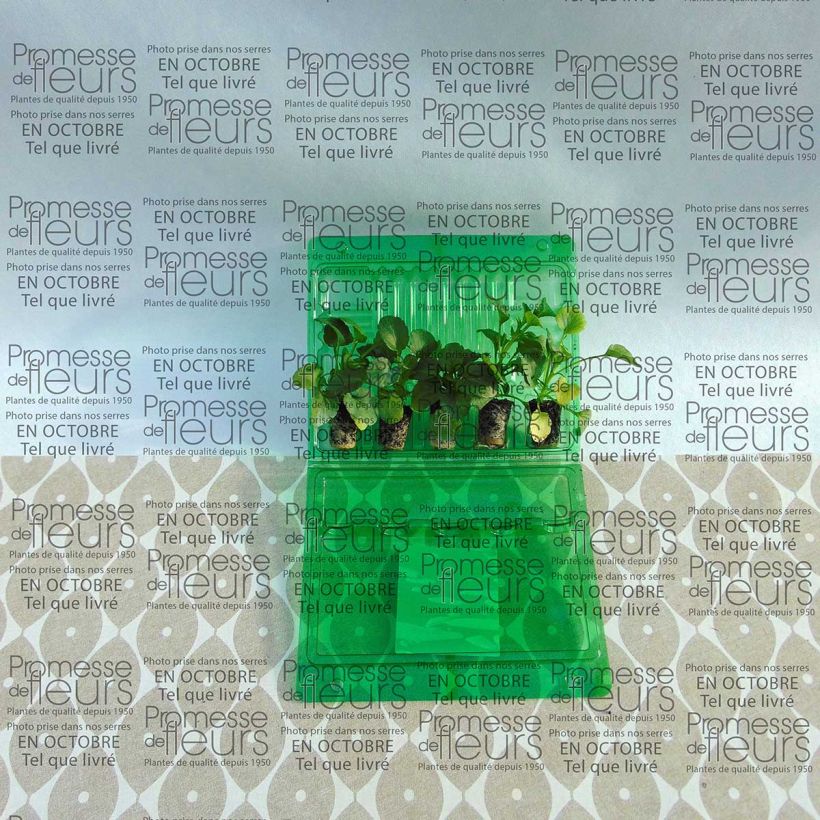 Voorbeeld van een exemplaar van Collectie van 5 Viooltjes Matrix Ruby Mix Mini-kluiten zoals geleverd