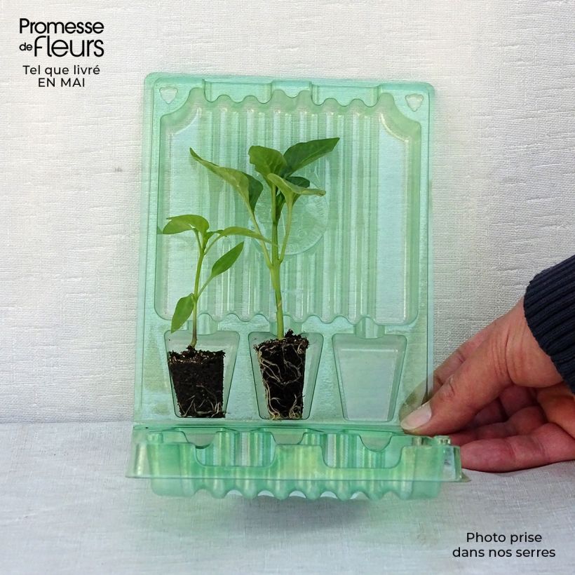 Exemplaar van Collectie duo van 2 rode en gele paprika's als GEËNTE planten zoals geleverd in de lente