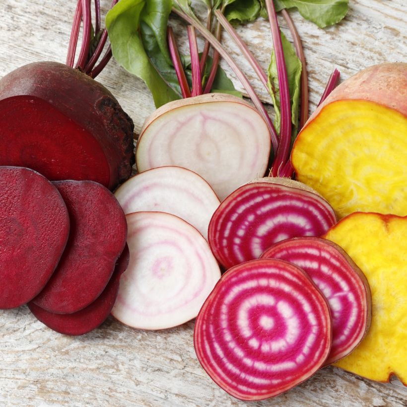 Collectie van 4 biologische gekleurde bieten (Oogst)