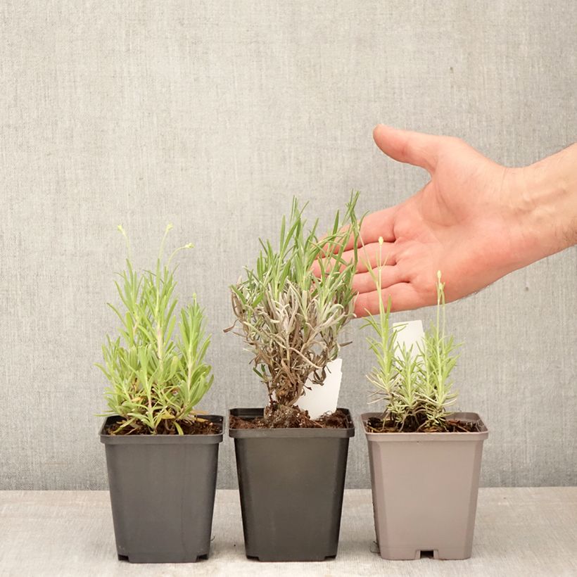 Exemplaar van Collectie echte lavendel tegen een scherpe prijs zoals geleverd in de lente