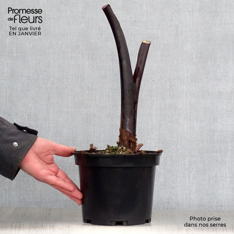 Example of Colocasia Black Stem - Oreille d'Eléphant Pot van 3 l/4 l as you get in hiver