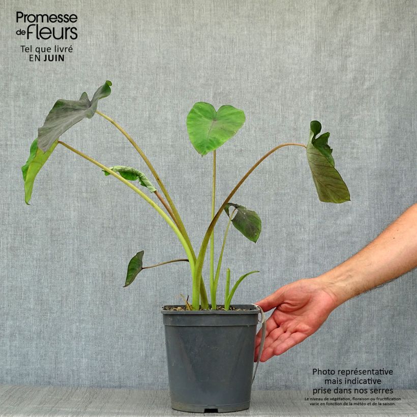 Exemplaar van Colocasia Black Magic - Olifantsoor Pot van 4 l/5 l zoals geleverd in de zomer
