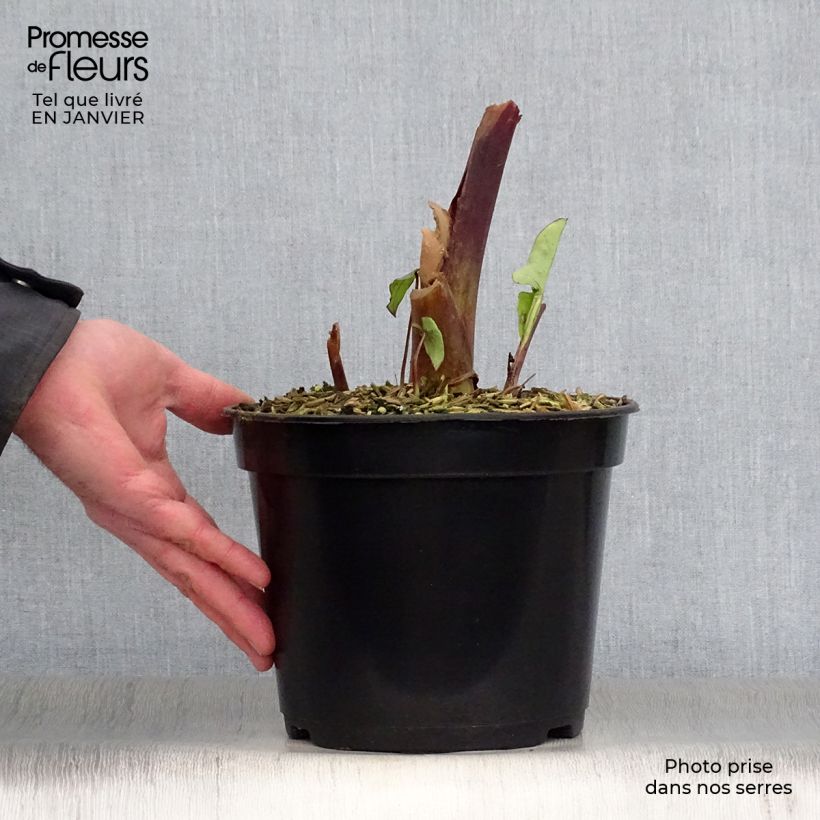 Example of Colocasia Blue Hawaii - Olifantsoor Pot van 4 l/5 l as you get in hiver