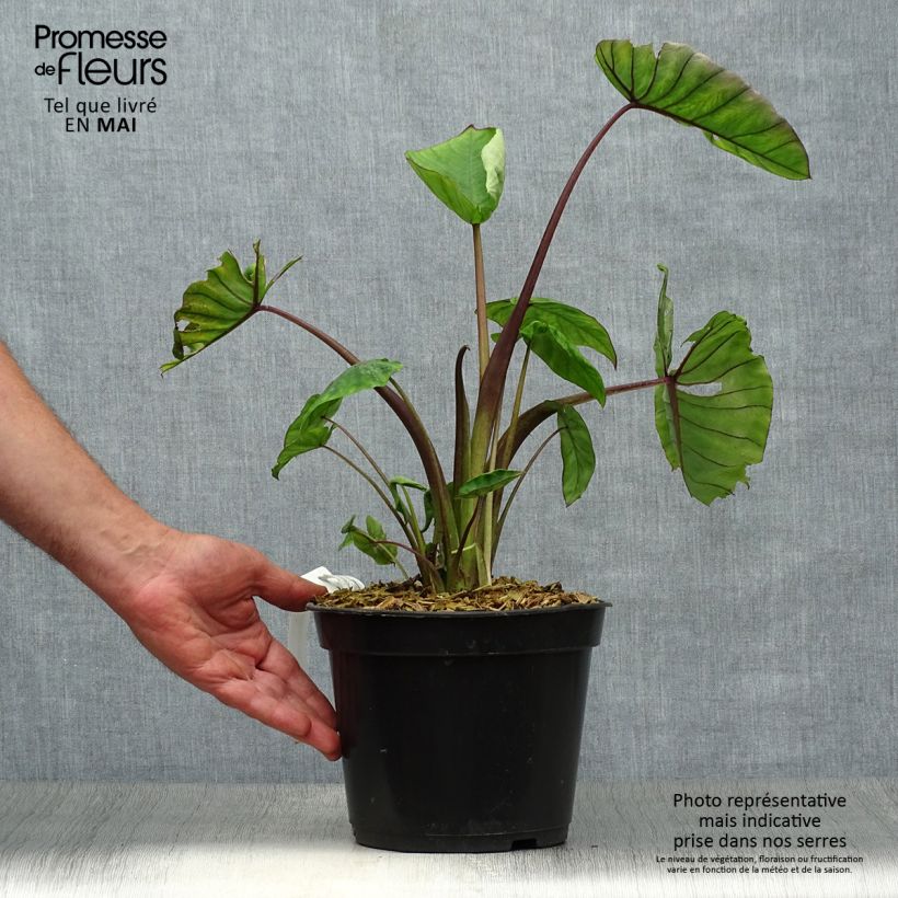 Exemplaar van Colocasia Blue Hawaii - Olifantsoor Pot van 4 l/5 l zoals geleverd in de lente