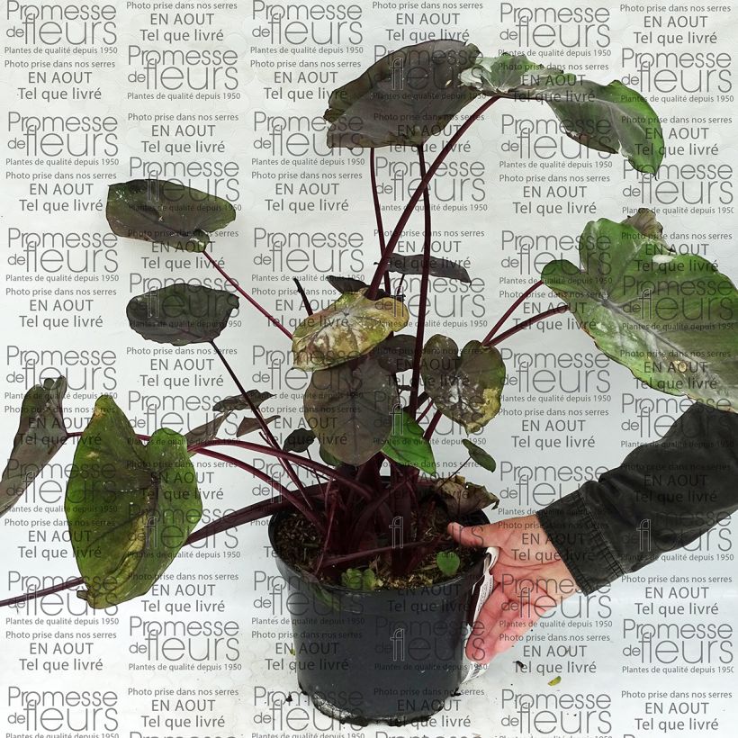 Voorbeeld van een exemplaar van Colocasia Dragon Heart Giant - Olifantsoor Pot van 4 l/5 l zoals geleverd