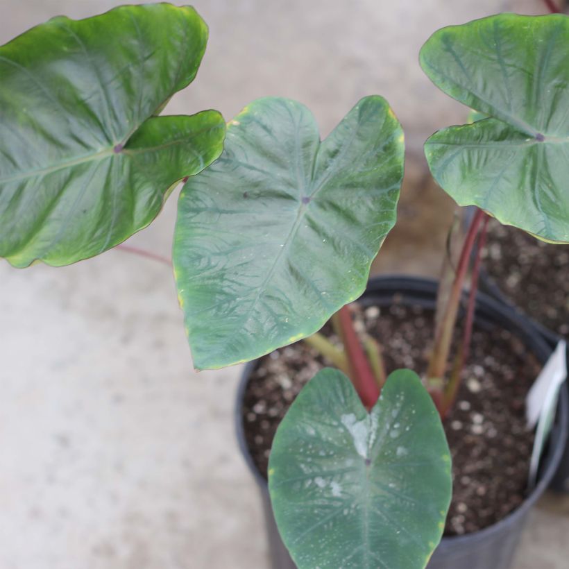 Colocasia Hawaiian Punch - Olifantsoor (Groeiplaats)