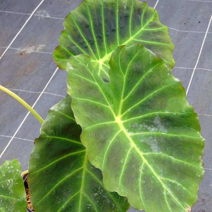 Colocasia Imperial Gigante - Olifantsoor (Blad)