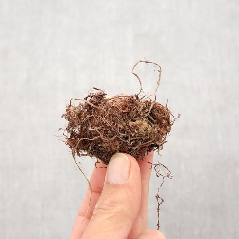 Exemplaar van Colocasia Imperial Gigante - Olifantsoor Bol zoals geleverd in de lente