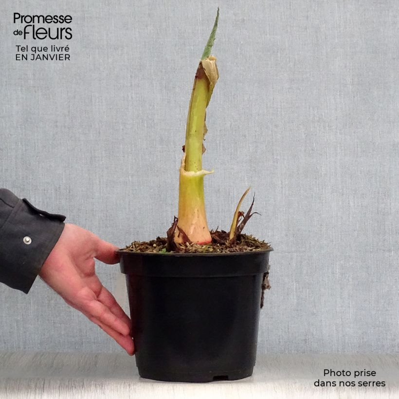 Example of Colocasia Jack's Giant - Oreille d'éléphant Pot van 3 l/4 l as you get in hiver