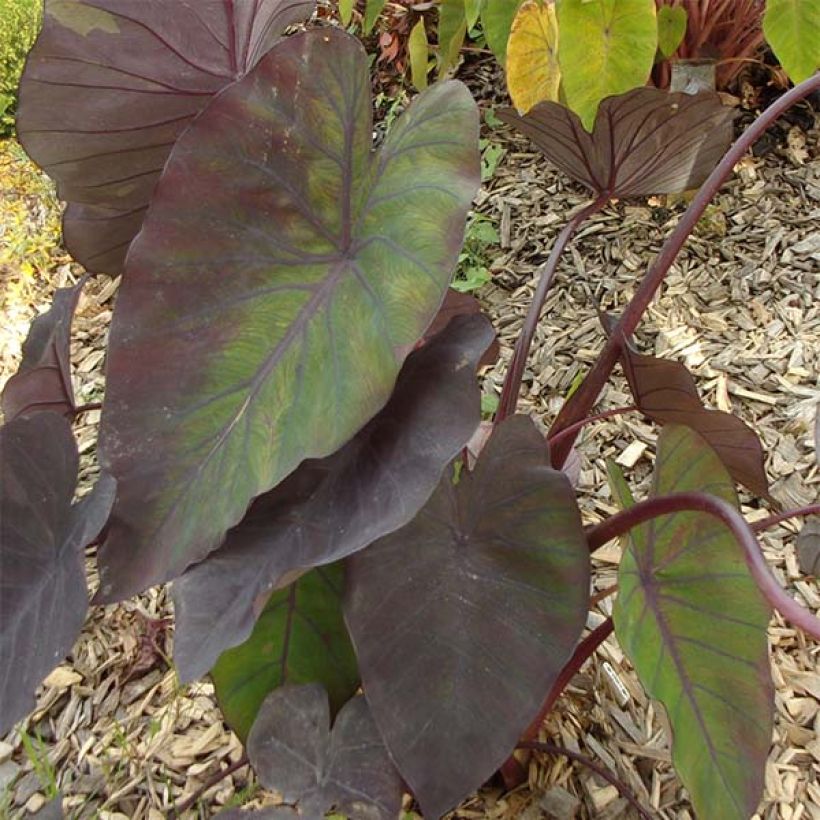 Colocasia Madeira - Olifantsoor (Foliage)