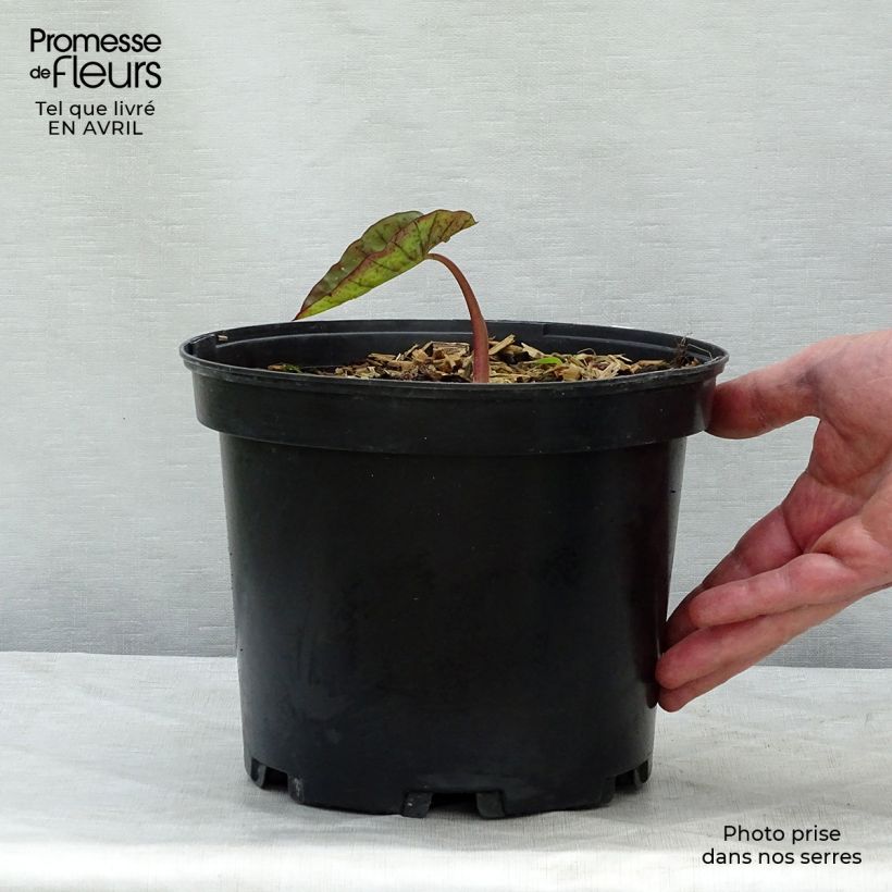 Exemplaar van Colocasia Madeira - Olifantsoor Pot van 3 l/4 l zoals geleverd in de lente