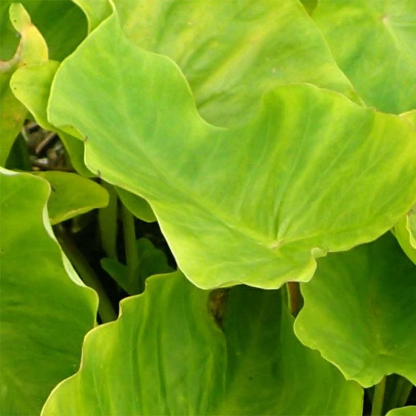 Colocasia Maui Gold - Olifantsoor (Blad)
