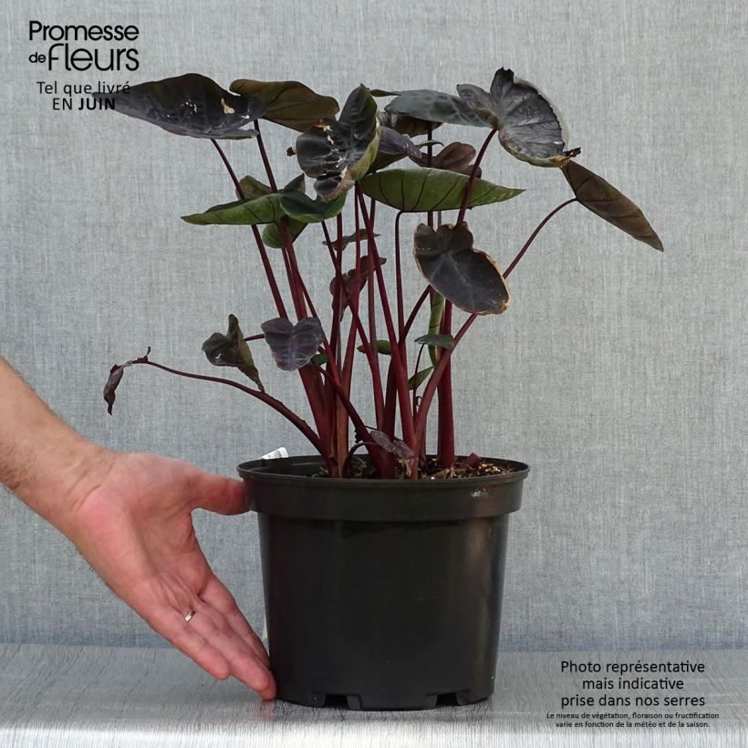 Exemplaar van Colocasia Painted Black Gecko - Olifantsoor Pot van 4 l/5 l zoals geleverd in de zomer
